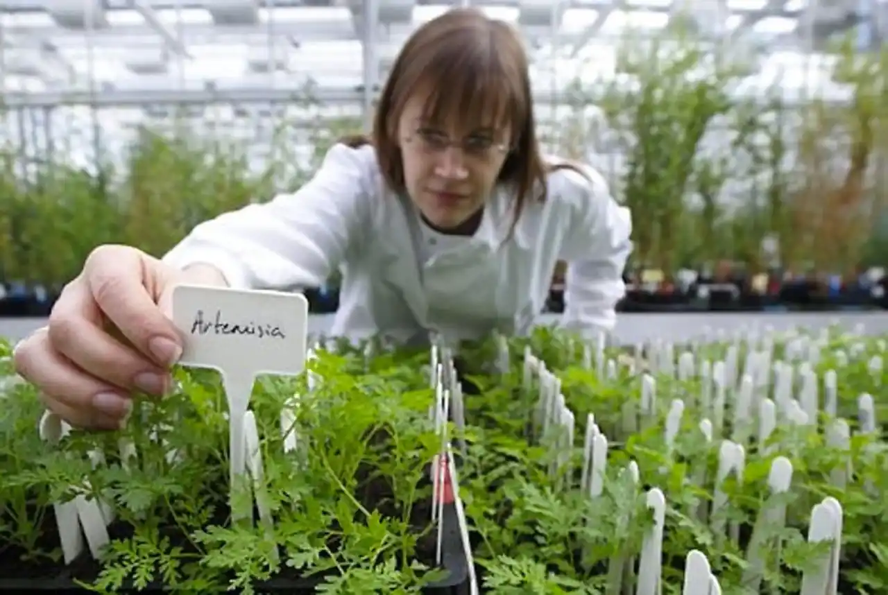 artemisinina-es-eficaz-para-todos - 2017-04-19 - Artemisinina5