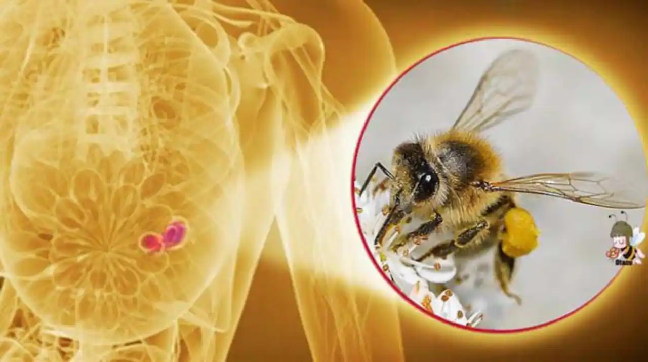 veneno-de-abeja-tratamiento-para-el-cancer - 2017-05-29 - Aveja Polen