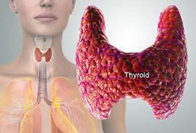 bromo_tiroide El Bromo inhibe la actividad del yodo en la glándula tiroides