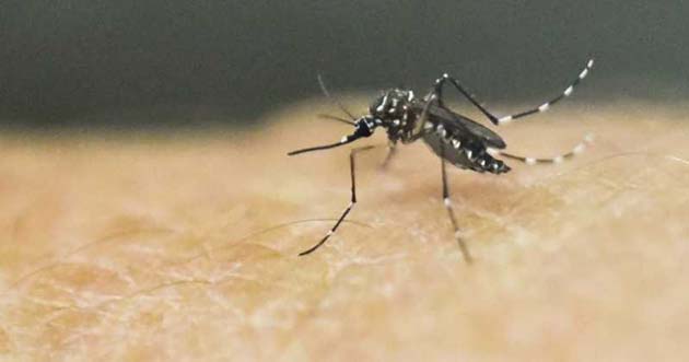zika_mosquito La OMS declaró emergencia sanitaria mundial por el Virus Zika