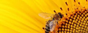 Miel: encontraron neonicotinoides en la miel de abejas 0