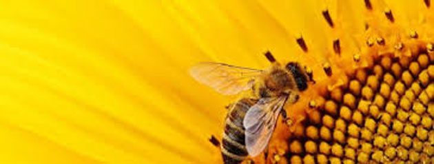 miel_abeja Encuentran pesticidas mortales en el 75 por ciento de la miel en todo el mundo