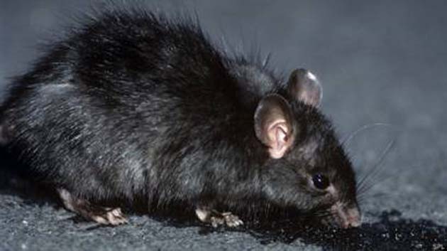 peste_ratas Epidemia de la Peste Negra podría matar a millones