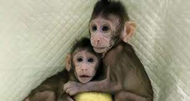 chinos Los primeros primates no humanos clonados por científicos chinos