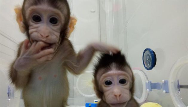 chinos_clonar Los primeros primates no humanos clonados por científicos chinos