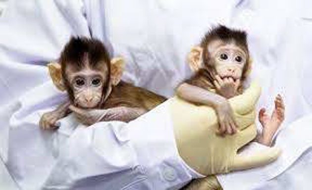 chinos_primates Los primeros primates no humanos clonados por científicos chinos