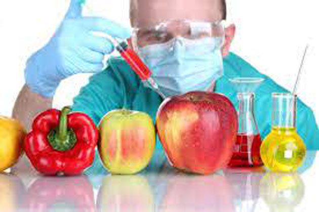 comida_modificada La comida OGM es dañina para la salud humana
