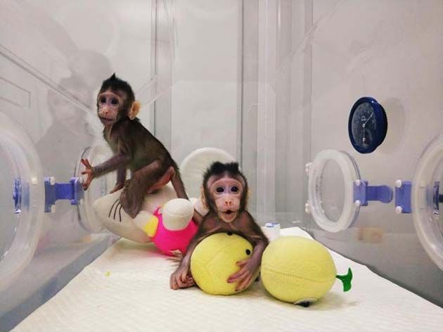 monos2 Los primeros primates no humanos clonados por científicos chinos