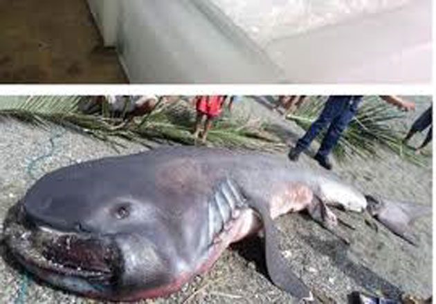 tiburon-1 Encontraron un tiburón megamouth muerto y temen el Apocalipsis