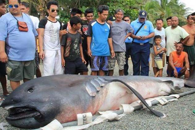 Encontraron un tiburón megamouth muerto y temen el Apocalipsis