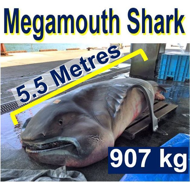 tiburon_peso Encontraron un tiburón megamouth muerto y temen el Apocalipsis