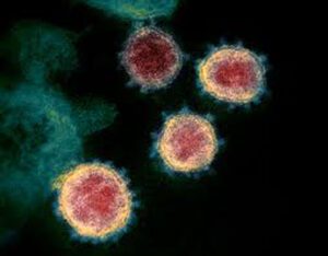 Virus letal: 800 millones de virus caen sobre el planeta