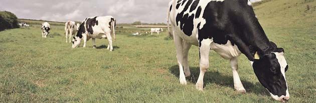 Vacas-locas Las vacas se vuelven locas en un gran número de granjas de Holanda