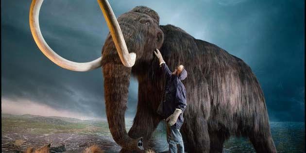 mamut-lanudo-genetistas Promete devolver al mamut lanudo de la extinción