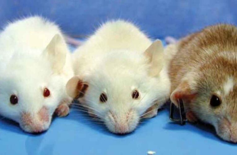 Crearon ratones humanizados, con hígados fetales humanos