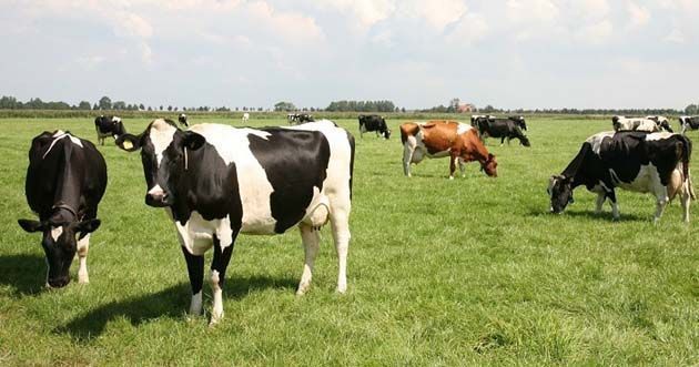 Las vacas se vuelven locas en un gran número de granjas de Holanda