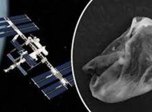 Satelite en vivo.: bacterias ingresaron accidentalmente del espacio exterior