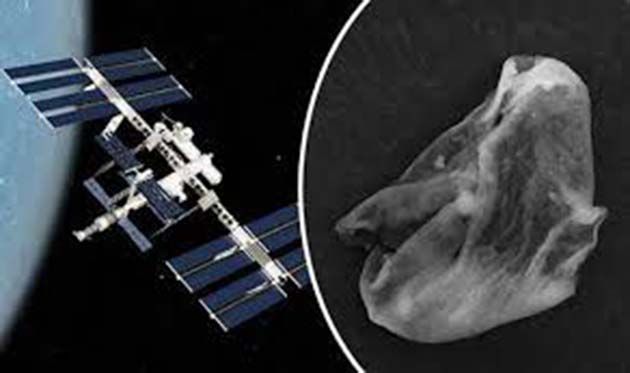 Vida-alienígena Astronautas detectaron formas de vida alienígena en la ISS