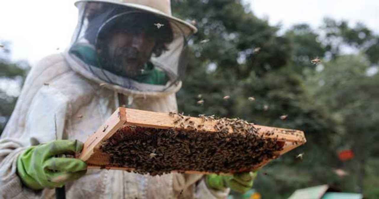 abejas-meliferas-500-millones-murieron-brasil - 2019-08-21 - Abejas Alerta 1