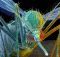 Como eliminar mosquitos: los OGM pasan genes a los nativos