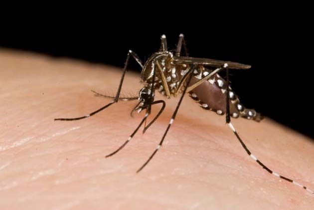 00  Mosquitos: liberaron mosquitos OGM entre 2013 y 2015  00