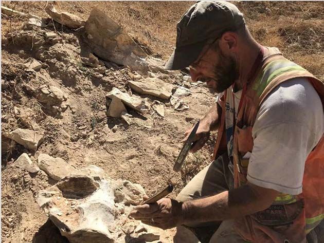 Ridgecrest: encontraron fósil excepcional que contiene varios huesos
