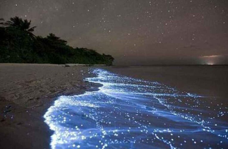 Las brillantes «lágrimas azules» en los mares de China son TÓXICAS