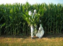 OMG: la plantas modificadas genéticamente roban el CO2 de las plantas naturales
