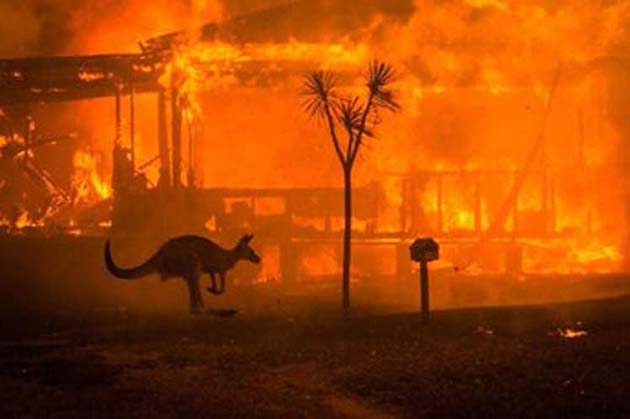 incendios_canguro Los incendios forestales de Australia fueron iniciados por personas