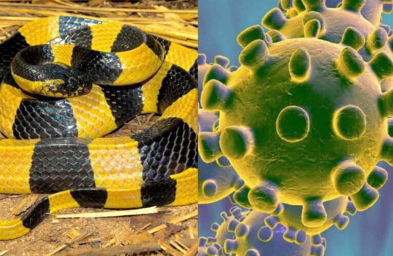 ¿De dónde vino el nuevo coronavirus? Un estudio sugiere que de Serpientes