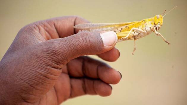 Enjambre masivo de langostas amenaza los cultivos de verano en Arabia