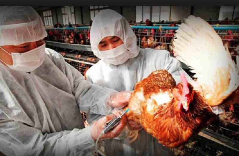Nueva epidemia de gripe aviar H5N1 en China