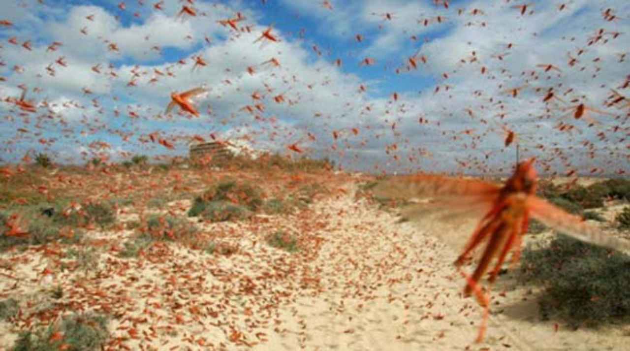 plaga-millones-de-langostas-invaden-africa - 2020-02-12 - Langostas Plaga 1