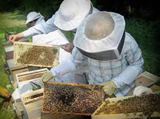 Miel de abeja: producen 500.000 toneladas de miel anualmente