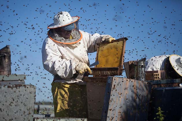miel_china La industria de la miel de abeja en baja
