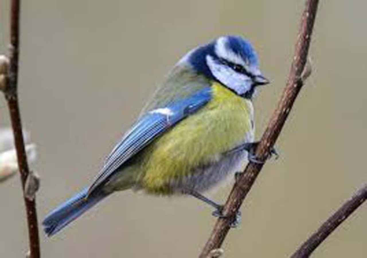 neumonia-tetas-azules-muerte-misteriosa - 2020-04-25 - Azules Pajaros 1