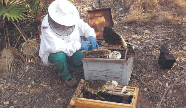 abeja_apicultor Las abejas melíferas están luchando con su propia pandemia