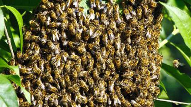 abejasmuerte Las abejas melíferas están luchando con su propia pandemia