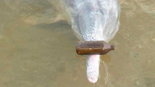 Los delfines traen regalos a los humanos durante la cuarentena, en la costa australiana de Cooloola