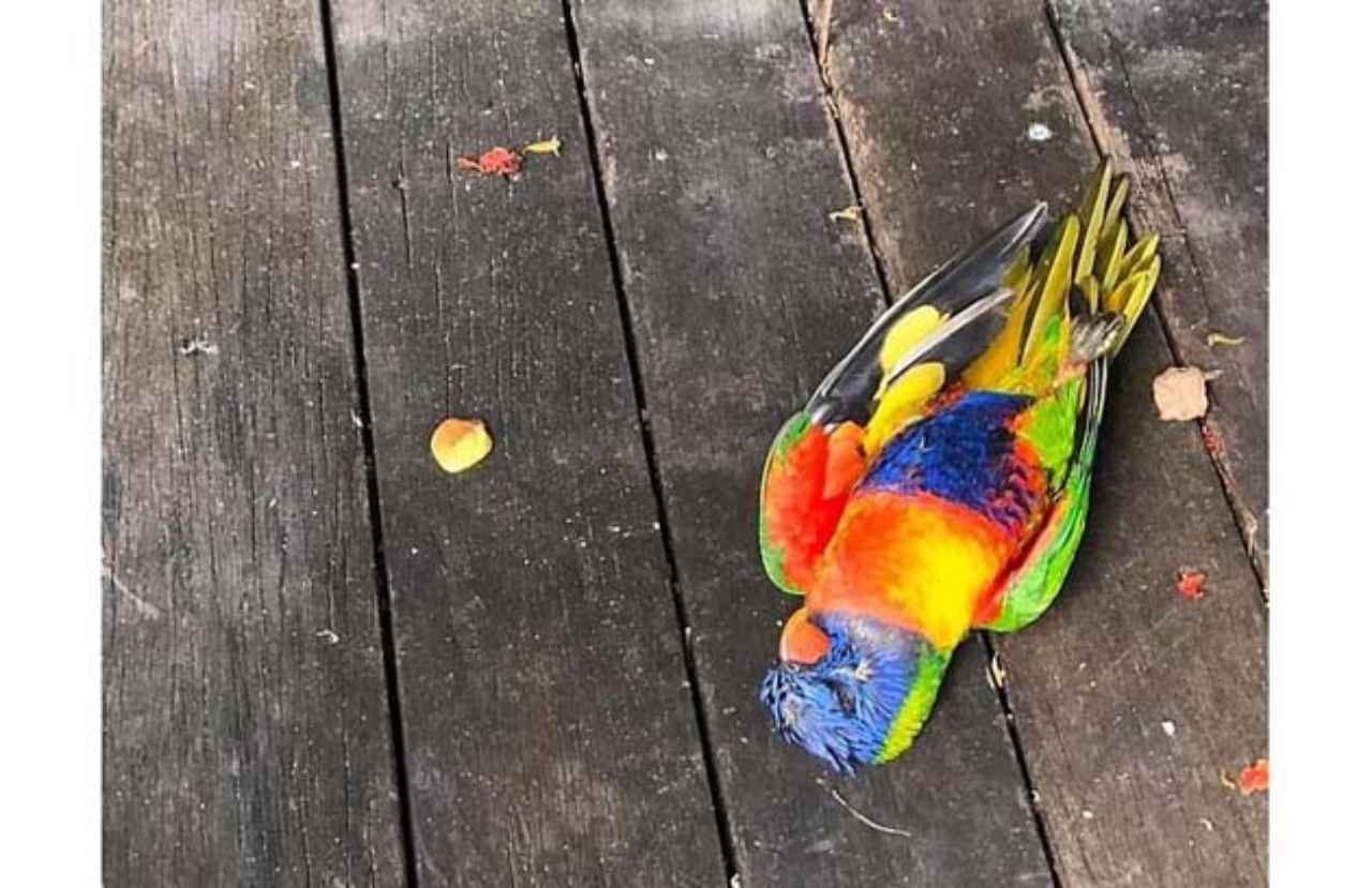 loritos-sufren-paralisis-de-lorikeet - 2020-05-02 - Loritos 1