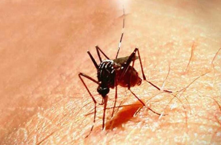 Los mosquitos encuentran objetivos humanos siguiendo el CO2 que exhalan