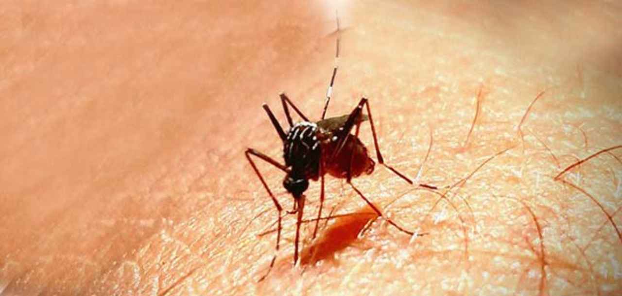 dioxido-de-carbono-alerta-a-los-mosquitos - 2020-05-16 - Mosquitos Sangre 1
