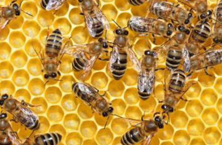 Millones de abejas de miel muertas en el suelo