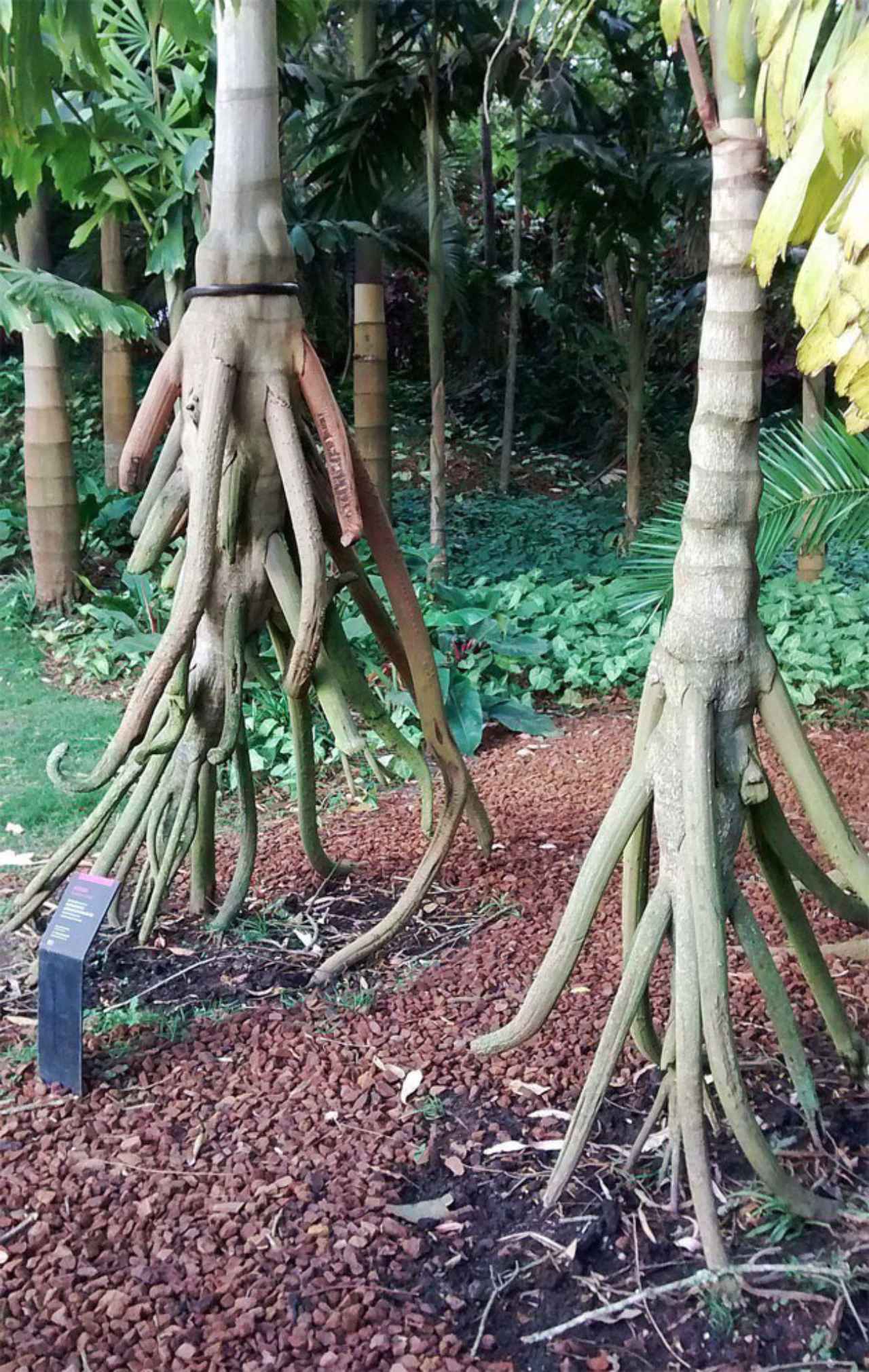 00 Palmera: se mueve hasta 20 metros por año 00