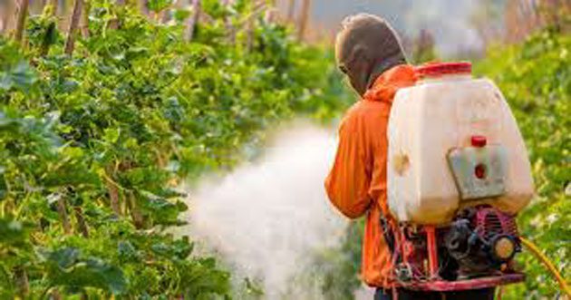 alimentos_consumidos Descubriendo la verdad sobre los insecticidas y plaguicidas en los alimentos