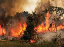 Incendios forestales: están dañando la calidad del aire 0