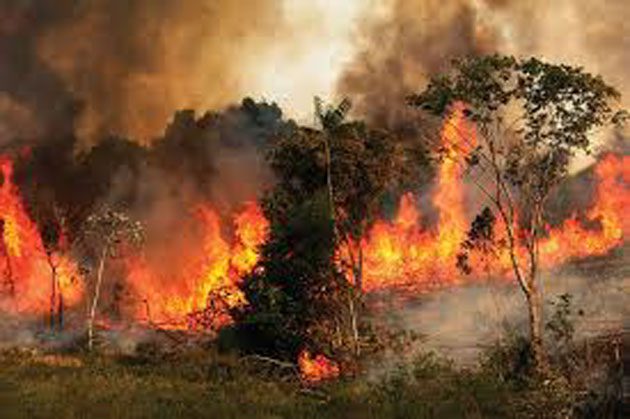 Información de incendios forestales en el mundo