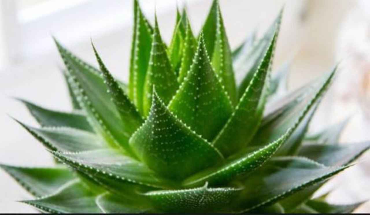 el-gel-de-aloe-vera-propiedades-antivirales - 2020-10-11 - Aloe Medicinal 1