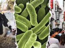 00 Brucelosis: miles infectados por bacterias 00