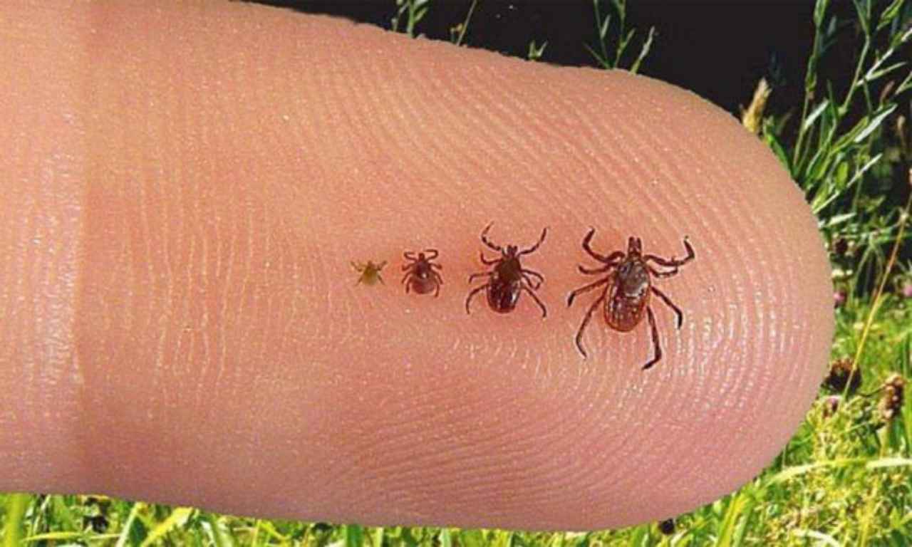 pulgas-y-garrapatas-lyme-como-arma-biologica - 2020-10-04 - Lyme Dedo 2